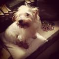 https://be.holidog.com/ImagesPetSitters/5FEF4B38-386F-4B71-BEAA-5E0755B61D0C_square_120.jpg Come-a-casa-39820-1
