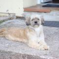 https://be.holidog.com/ImagesPetSitters/6107A2D4-9864-4F28-A650-07576B477640_square_120.jpg Du-bonheur-dans-la-gamelle-117614-0