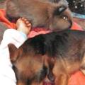 https://be.holidog.com/ImagesPetSitters/615B3532-7332-4B17-B987-0ED7314CB737_square_120.jpg Ange-des-animaux--51836-2