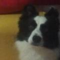 https://be.holidog.com/ImagesPetSitters/61D5BE35-98D1-4B67-8E09-24986F597C73_square_120.jpg forte-esperienza-e-passione-15146-0