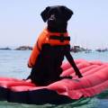 https://be.holidog.com/ImagesPetSitters/62BAC7DA-0AAF-4916-B60F-30C204E1CE3A_square_120.jpg L'isola-dei-cani-felici-112536-2
