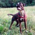 https://be.holidog.com/ImagesPetSitters/62DA8721-1BEB-4960-A78A-D02FF3DAC13A_square_120.jpg CANminare...-educati-e-felici-103220-1