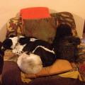 https://be.holidog.com/ImagesPetSitters/6327A52A-C967-4E7D-B6C8-7238AC1340D5_square_120.jpg amati&coccolati-10470-2