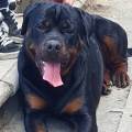 https://be.holidog.com/ImagesPetSitters/63ACA1FA-47BC-47C9-B413-BFA955F9B11E_square_120.jpg House-Dog-35114-0