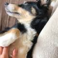 https://be.holidog.com/ImagesPetSitters/63C21E4D-CEAE-49BD-8B29-F60E6C639306_square_120.jpg Amoureuse-des-animaux-421564-1