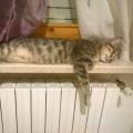 https://be.holidog.com/ImagesPetSitters/640E228F-305C-49C9-8D63-127DD2713BE6_square_120.jpg Amore-per-gli-animali-13568-2