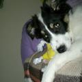 https://be.holidog.com/ImagesPetSitters/644EDD7E-10A2-4269-9B85-1742D55F2669_square_120.jpg 9179-0
