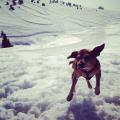 https://be.holidog.com/ImagesPetSitters/64CA93B0-379D-4DD8-B8A8-62B6E77A85B4_square_120.jpg Il-migliore-amico-dei-cani!-11203-3