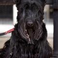 https://be.holidog.com/ImagesPetSitters/654FE6D9-C726-4A30-B049-CD61AD6F4C58_square_120.jpg Partez-serein-nous-en-prenons-soin!-66401-1