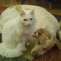 https://be.holidog.com/ImagesPetSitters/659C264B-33C7-4581-BE1D-60A4A33F8DDD_square_120.jpg 3612-0