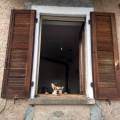 https://be.holidog.com/ImagesPetSitters/66829AB2-9768-4022-AAB9-E114C14EA8A2_square_120.jpg Siamo-tutti-importante-169486-3