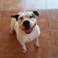 https://be.holidog.com/ImagesPetSitters/66C6302E-AAE5-4A71-838D-9930B1917D31_square_120.jpg Passion-des-animaux-<3-128656-1