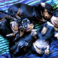 https://be.holidog.com/ImagesPetSitters/66DA349E-05E3-46B8-8F58-B36FD65C77F1_square_120.jpg Mara-&-Nana-25689-0