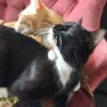 https://be.holidog.com/ImagesPetSitters/66E07D85-8D25-46C0-A606-762020C4FC7E_square_120.jpg Welcome-pets!-18867-0