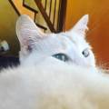 https://be.holidog.com/ImagesPetSitters/6743CAE4-341A-4ECF-8519-E6647AF4D492_square_120.jpg A-dream-for-your-pets!--159977-3