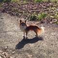 https://be.holidog.com/ImagesPetSitters/67CF3478-361F-4823-B00C-E9FA50901AE4_square_120.jpg Les-p'tites-patounes-96270-2