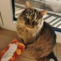 https://be.holidog.com/ImagesPetSitters/682A824B-5A7E-4A94-B21E-B02EA89C8CAB_square_120.jpg Amoureuse-des-zanimaux-53076-1