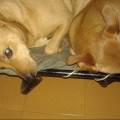 https://be.holidog.com/ImagesPetSitters/690159D5-C966-436B-AA4C-44EFF6EA6C15_square_120.jpg belle-passeggiate-per-i-campi-51844-2