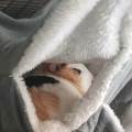 Passionnée-des-animaux-à-Ans-104000-2