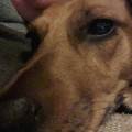 https://be.holidog.com/ImagesPetSitters/693CDE21-02E5-4063-B8DC-864D7FF747EB_square_120.jpg Petsitter--98146-0