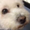 https://be.holidog.com/ImagesPetSitters/69C2C5E5-EB2C-4E27-8C9A-E394739EB964_square_120.jpg Amante-degli-animali-cerca-lavoro!-132958-1