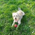 https://be.holidog.com/ImagesPetSitters/6A801BD1-CD50-4152-A713-E6D9507A3DEE_square_120.jpg HOME-SWEET-HOME-69483-0