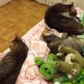 https://be.holidog.com/ImagesPetSitters/6B1CBE8B-D12B-4F0F-A3F0-751DBE96AFD0_square_120.jpg Pet-sitter-alla-riscossa-12331-0