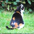 https://be.holidog.com/ImagesPetSitters/6C1C6B0A-67D1-4B7F-92B1-08E1AE193F10_square_120.jpg Etudiante-Véto-à-votre-service-36919-3