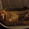 https://be.holidog.com/ImagesPetSitters/6D77F949-AFA3-45A8-9A6D-8A12311C6D7E_square_120.jpg Guisy-l-amis-des-loulous-43145-1