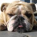 https://be.holidog.com/ImagesPetSitters/6D9ED8FB-C09A-4AE1-9F81-B8C56187B941_square_120.jpg Garde-d'animaux--41991-2