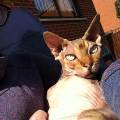https://be.holidog.com/ImagesPetSitters/6DCB4EC2-72BB-4774-9191-66ACDB1C1233_square_120.jpg Bonheur-des-animaux-1493-3