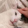 https://be.holidog.com/ImagesPetSitters/6E568D2F-1D0E-4342-9899-68D7C33FC005_square_120.jpg Avec-cœur-pour-vos-animaux-100836-3