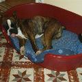 https://be.holidog.com/ImagesPetSitters/6EC3E660-E049-4FFE-AB72-80B52E0DEFDD_square_120.jpg Pet-sitter-passionnée-17477-2