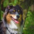 https://be.holidog.com/ImagesPetSitters/7025F989-B0B4-47F1-9E0C-BBD6A9C95F35_square_120.jpg Dog-sitter-diplÎmée-pour-vos-amis-435188-0