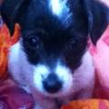 https://be.holidog.com/ImagesPetSitters/70A972B2-78C5-48D3-99D2-F1076D3C29B3_square_120.jpg 5223-1