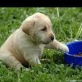 https://be.holidog.com/ImagesPetSitters/70BD3EEF-A83E-46D8-B072-BECB19CC03B0_square_120.jpg Doglover-120210-1