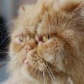 https://be.holidog.com/ImagesPetSitters/70CADFF2-D2D8-45D1-A415-33CC1806AA0E_square_120.jpg J'aime-tous-les-animaux-!-35022-2