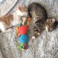 https://be.holidog.com/ImagesPetSitters/710394E9-CA8F-4775-A327-00B3F30F20D2_square_120.jpg Animals-Paradise-<3-82477-3
