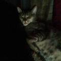 https://be.holidog.com/ImagesPetSitters/72109D7B-B0C6-46CF-A3AA-A2C7EB5BDC6C_square_120.jpg 1225-0
