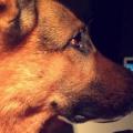 https://be.holidog.com/ImagesPetSitters/725A25C6-9444-427A-BA8E-343ECBD626EF_square_120.jpg Amusons-Nous-ensemble-!-208501-2