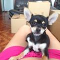 https://be.holidog.com/ImagesPetSitters/73231D4A-FB56-45CB-9E16-CEB6760C9963_square_120.jpg L'amoureuse-des-animaux!--15442-3