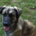 https://be.holidog.com/ImagesPetSitters/73445EB5-ADD2-45D5-A221-612059E899A6_square_120.jpg Carso-e-cani!-12808-2