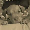 https://be.holidog.com/ImagesPetSitters/734747E5-DBEB-4089-AC00-1811BA23298C_square_120.jpg Francine-Russo-34602-1
