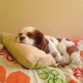 https://be.holidog.com/ImagesPetSitters/74CC2490-B0BB-4B81-93D6-A922773D4457_square_120.jpg Au-Bonheur-des-Chiens-et-des-Chats-266809-2