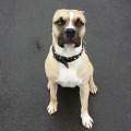 https://be.holidog.com/ImagesPetSitters/76608E52-2DED-481A-8744-DA94014B400F_square_120.jpg Giulia-DogSitter-67092-2