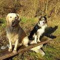 https://be.holidog.com/ImagesPetSitters/769C01AE-E9BD-4212-8E9B-001993A73235_square_120.jpg Who-let-the-dogs-out-?--30812-1