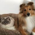 https://be.holidog.com/ImagesPetSitters/76DB7632-9B06-411C-95FA-0A07AAB4EC06_square_120.jpg La-Thasilys-332021-2
