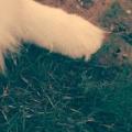 https://be.holidog.com/ImagesPetSitters/77522C61-7D3A-46C9-818B-8B499BE3465B_square_120.jpg 10896-2