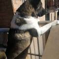 https://be.holidog.com/ImagesPetSitters/77B20FF6-4282-4B79-9859-BB19D9CFDAB4_square_120.jpg paradiso-per-cani-88334-3