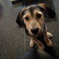 https://be.holidog.com/ImagesPetSitters/77BB4E29-8F00-4E7D-B0BD-37F726CB8EBA_square_120.jpg Animaland-117364-2